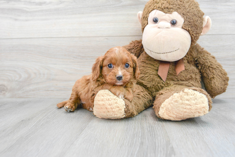 Cavapoo Pup Being Cute