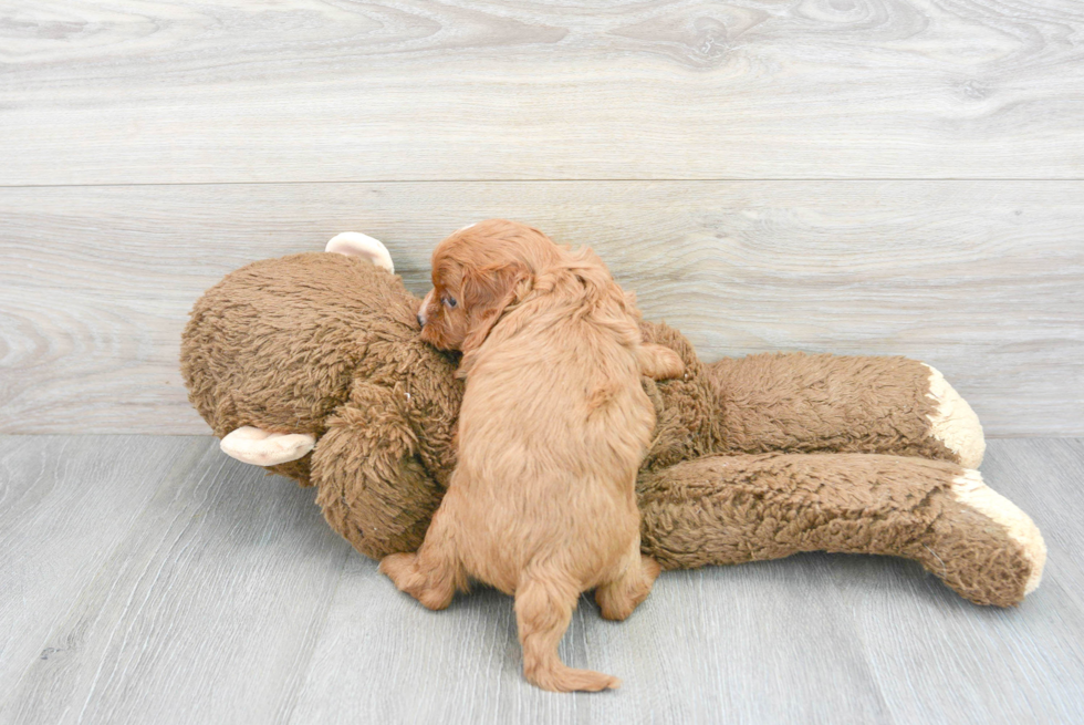 Sweet Cavapoo Baby