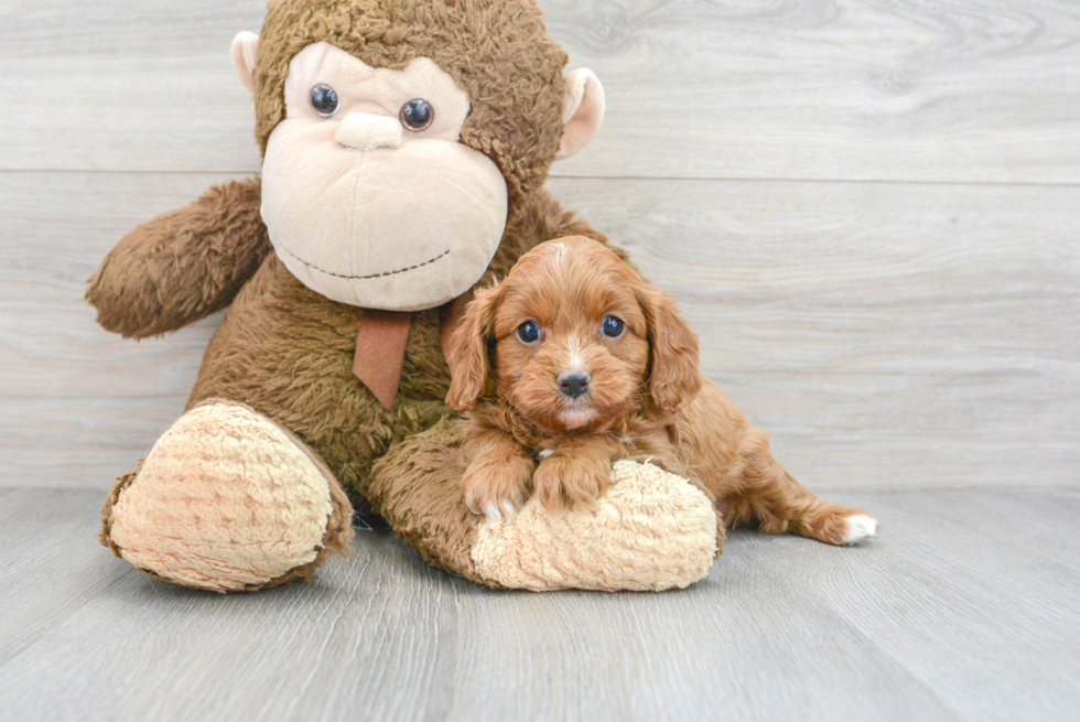 Petite Cavapoo Poodle Mix Pup