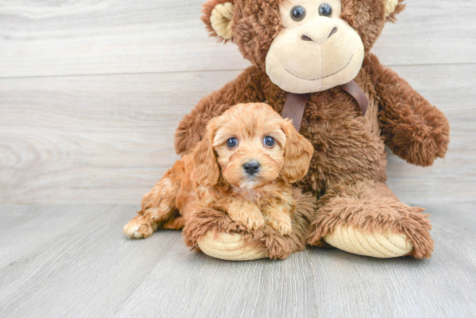 Popular Cavapoo Poodle Mix Pup