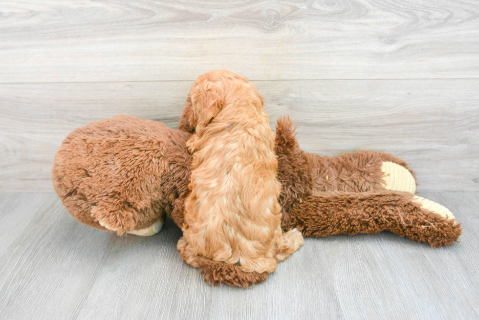 Cavapoo Pup Being Cute