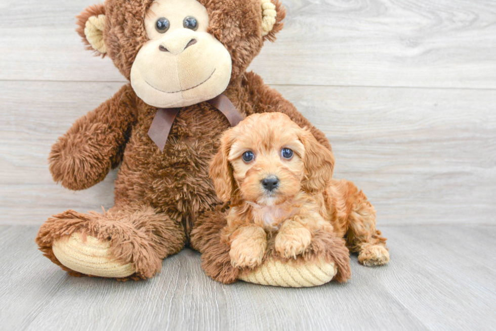 Cavapoo Puppy for Adoption