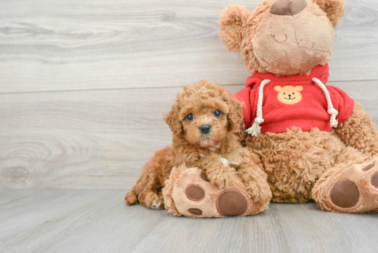 Energetic Cavoodle Poodle Mix Puppy