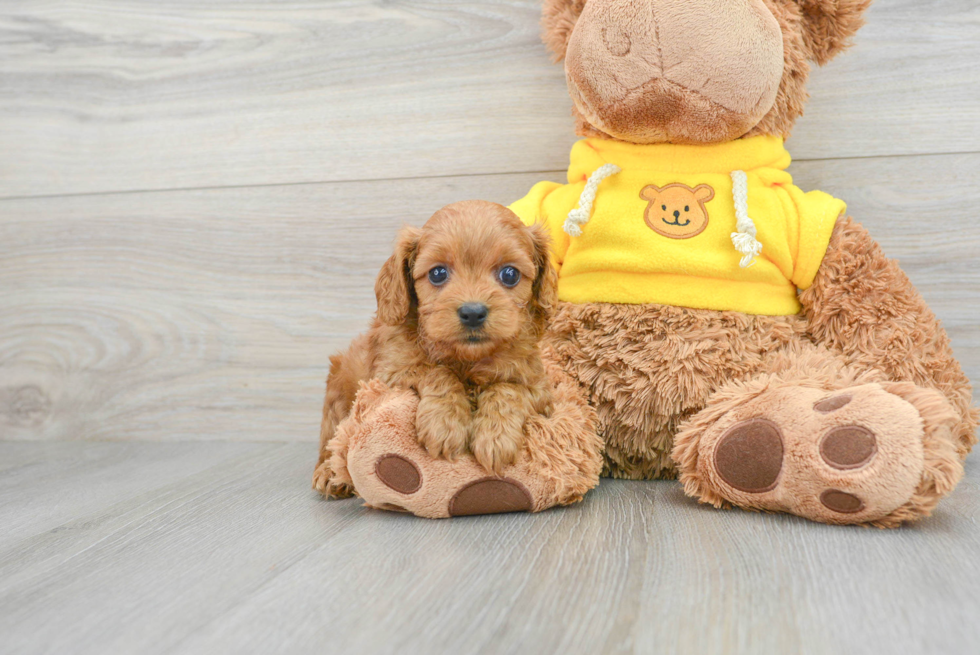 Cavapoo Pup Being Cute