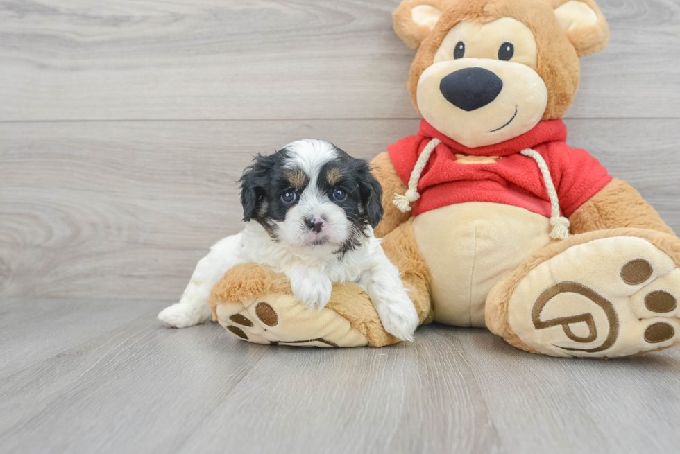 Little Cavoodle Poodle Mix Puppy