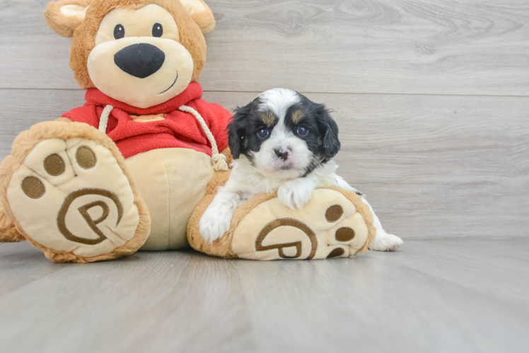 Cavapoo Pup Being Cute