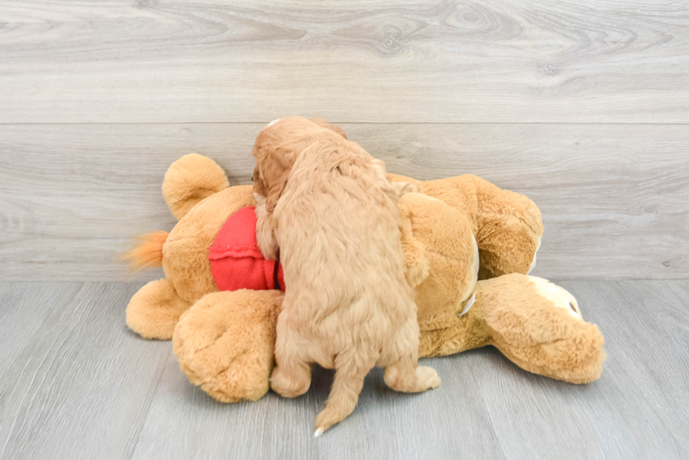 Cavapoo Pup Being Cute