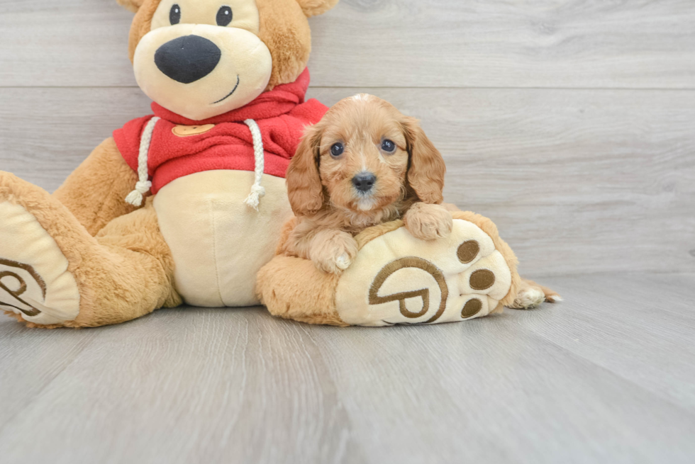 Cavapoo Puppy for Adoption