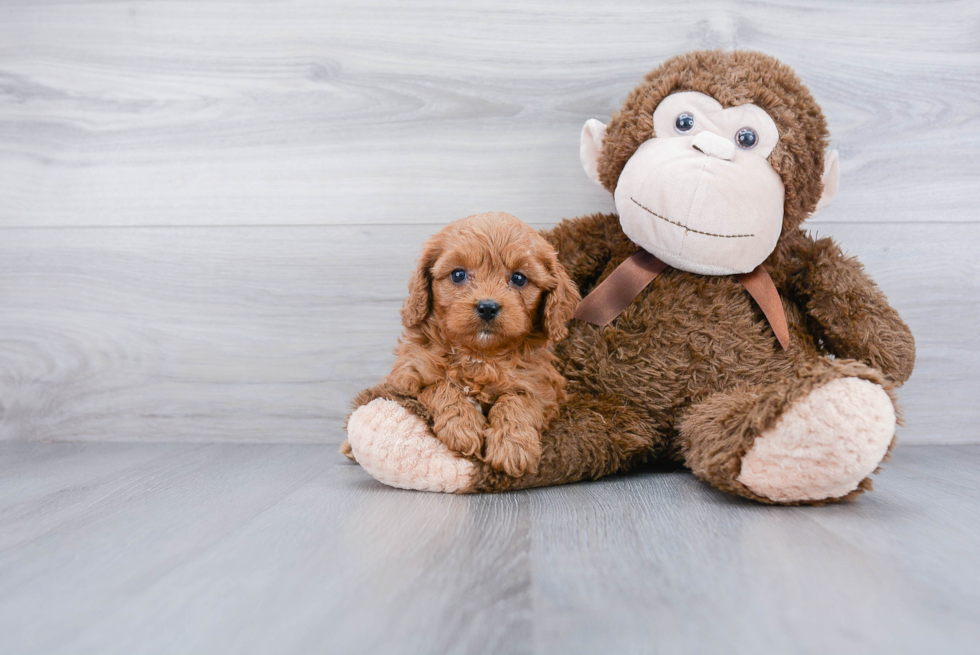 Best Cavapoo Baby