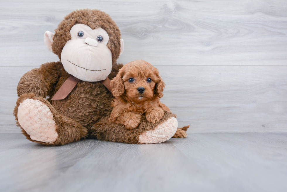 Best Cavapoo Baby