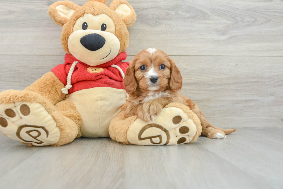 Energetic Cavoodle Poodle Mix Puppy