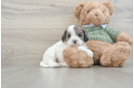 Smart Cavapoo Poodle Mix Pup