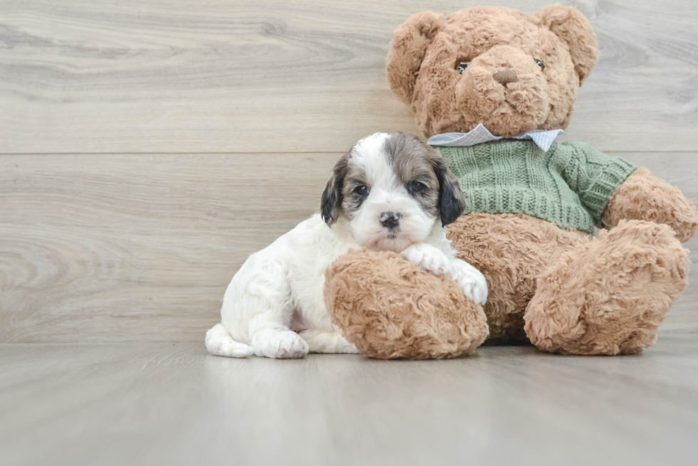 Smart Cavapoo Poodle Mix Pup