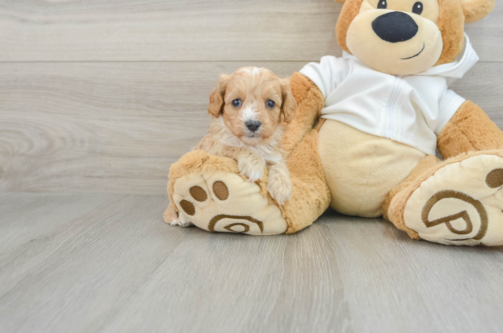 8 week old Cavapoo Puppy For Sale - Premier Pups