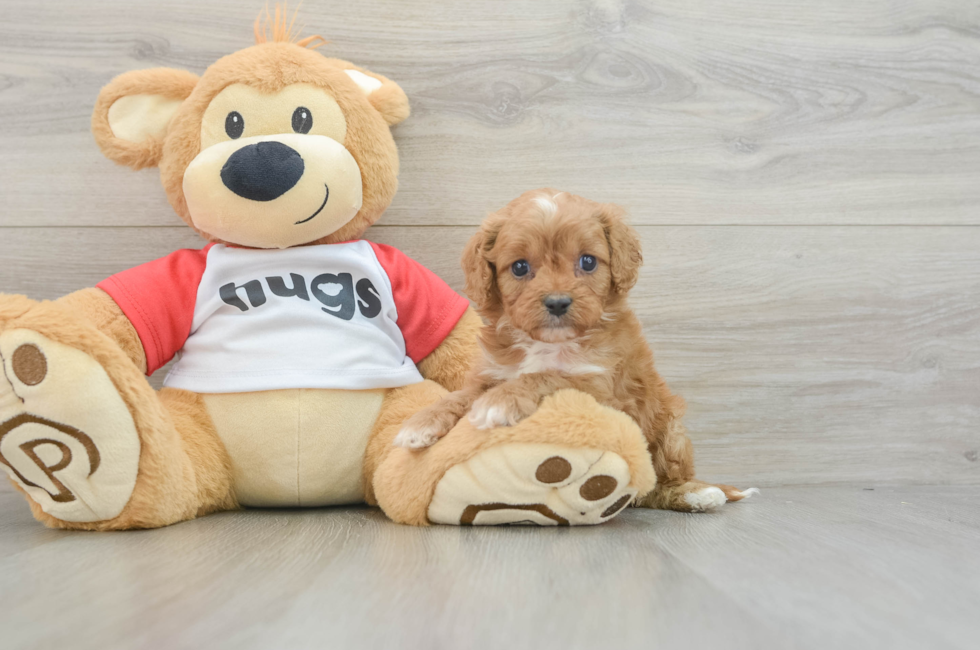 6 week old Cavapoo Puppy For Sale - Premier Pups