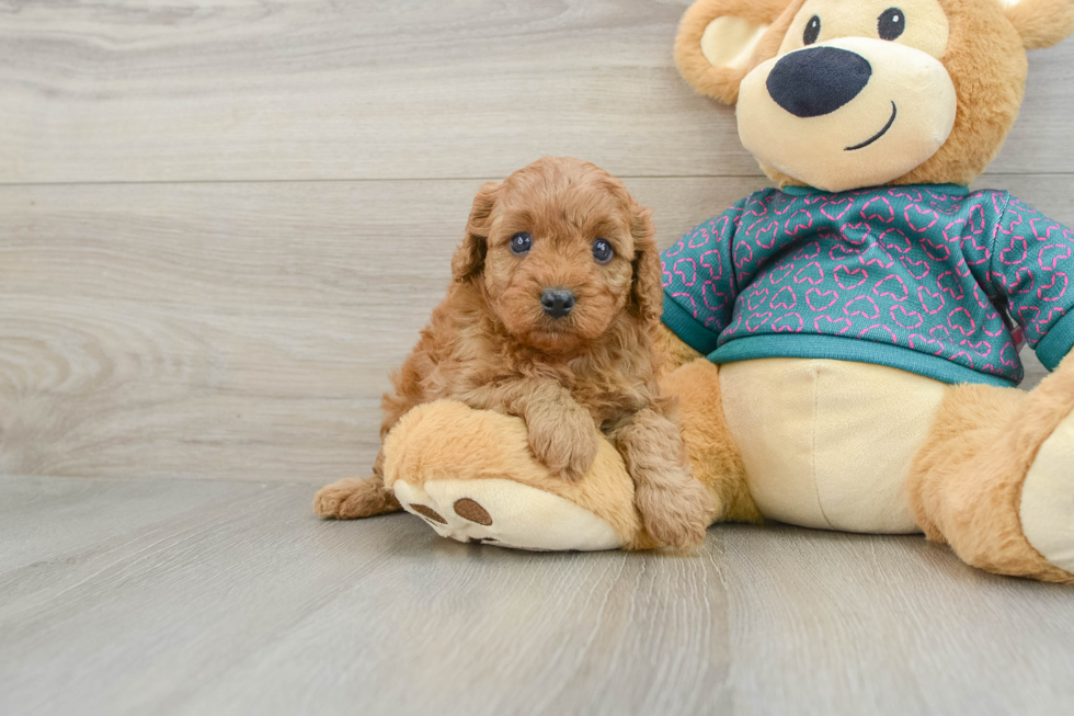 Best Cavapoo Baby