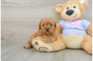 Sweet Cavapoo Baby