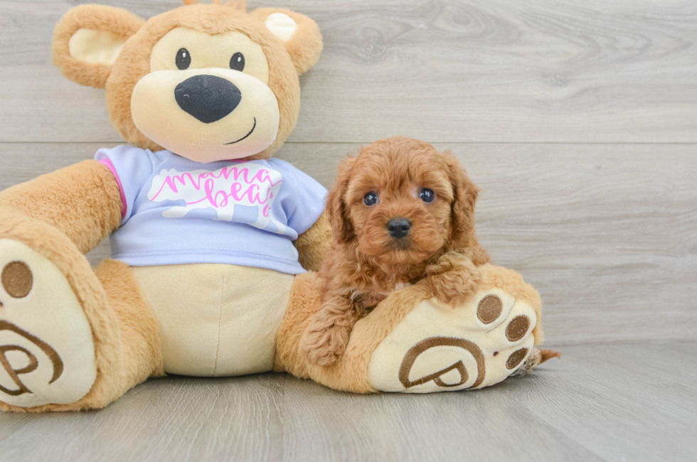 7 week old Cavapoo Puppy For Sale - Premier Pups