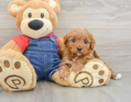 8 week old Cavapoo Puppy For Sale - Premier Pups