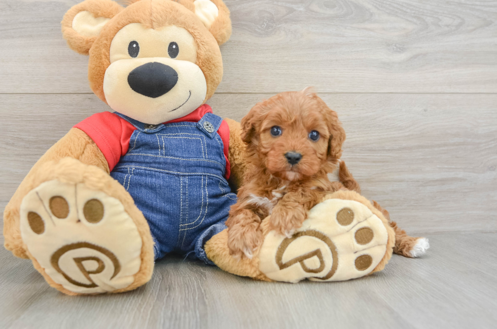5 week old Cavapoo Puppy For Sale - Premier Pups