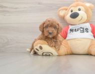 8 week old Cavapoo Puppy For Sale - Premier Pups