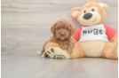 Small Cavapoo Baby