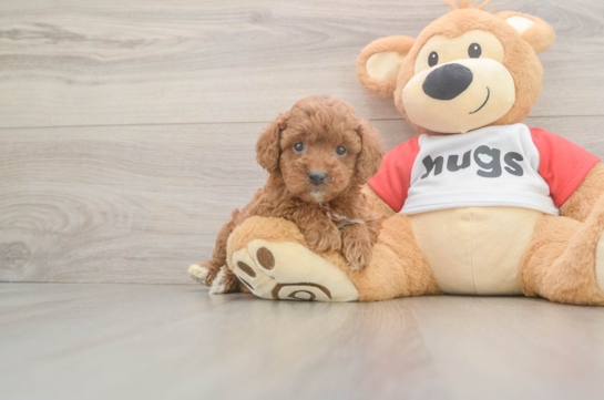 Small Cavapoo Baby