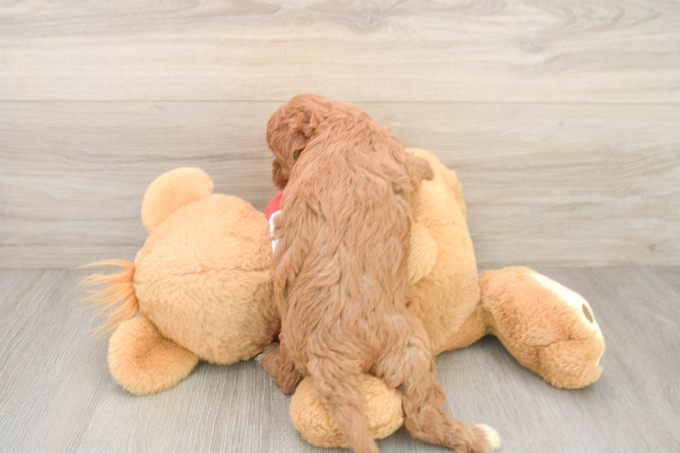 Fluffy Cavapoo Poodle Mix Pup
