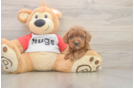 Cavapoo Puppy for Adoption