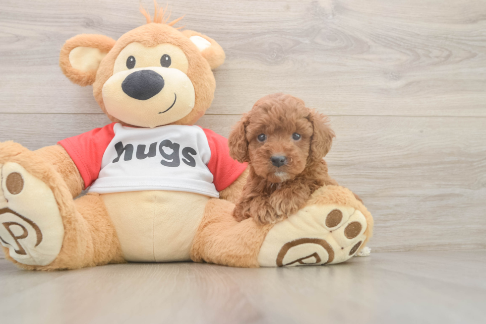 Cavapoo Puppy for Adoption