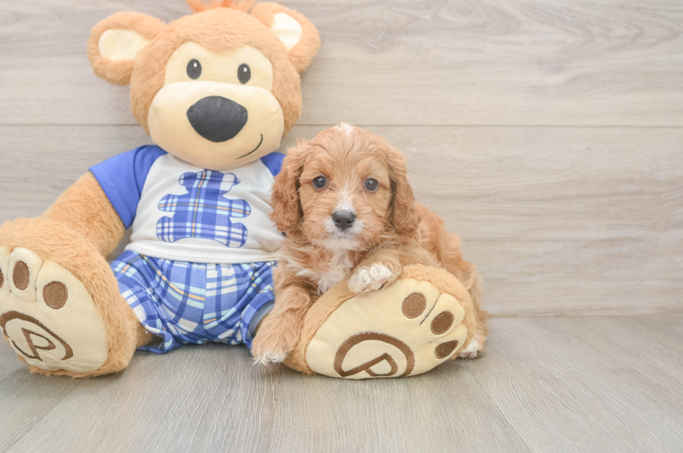 5 week old Cavapoo Puppy For Sale - Premier Pups