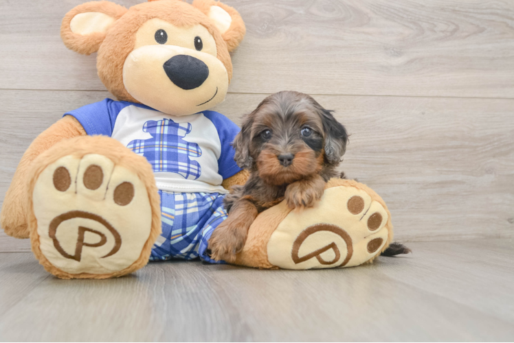 Petite Cavapoo Poodle Mix Pup