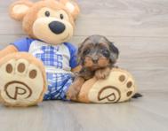8 week old Cavapoo Puppy For Sale - Premier Pups