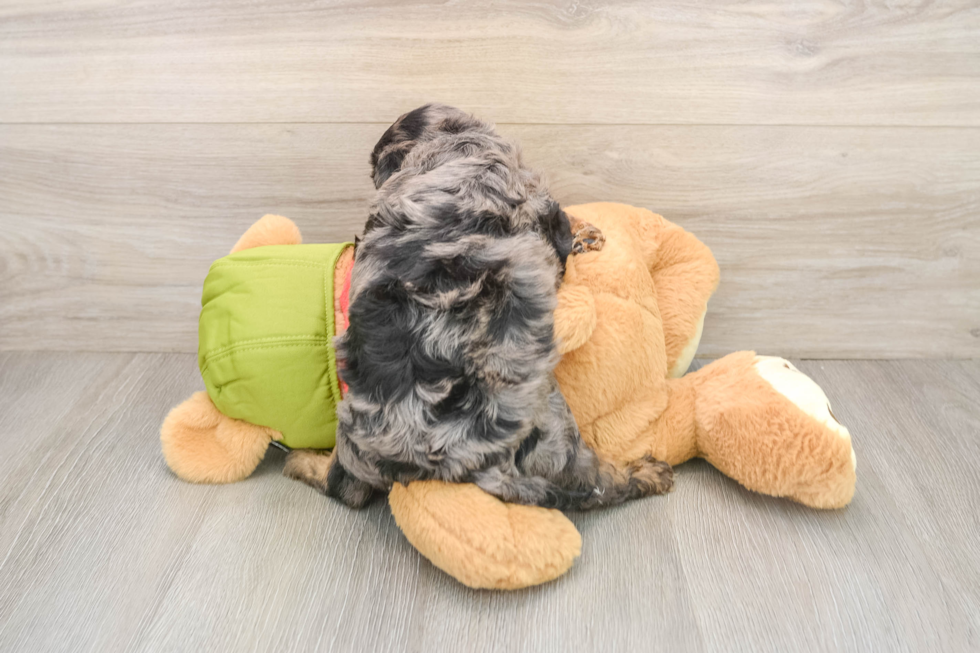 Cavapoo Pup Being Cute