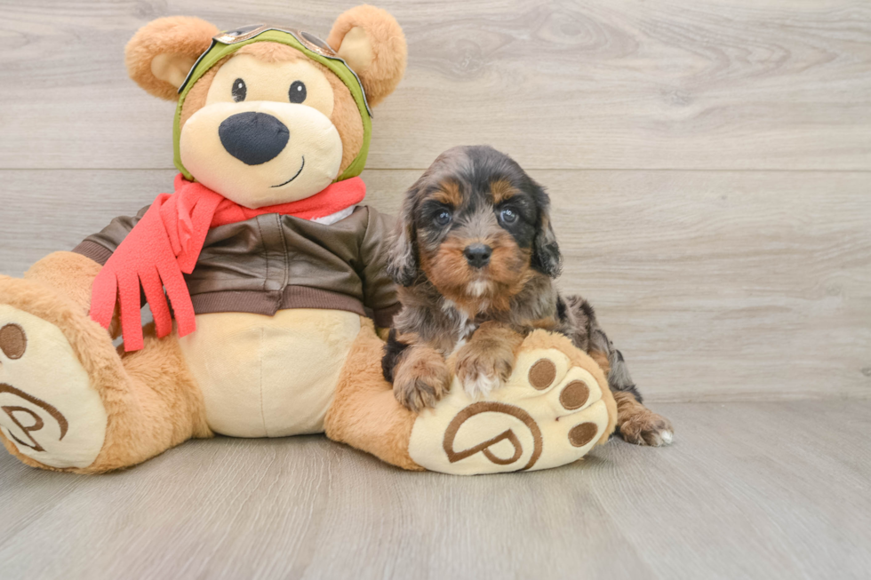 Cavapoo Puppy for Adoption