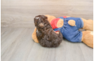 Adorable Cavalier King Charles Spaniel and Poodle Mix Poodle Mix Puppy
