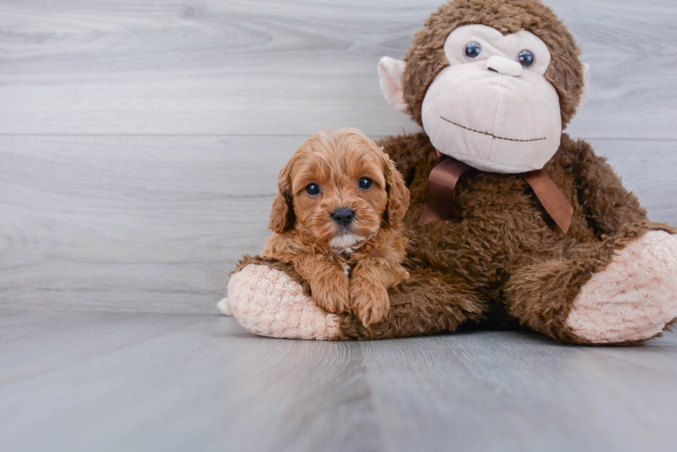 Playful Cavoodle Poodle Mix Puppy