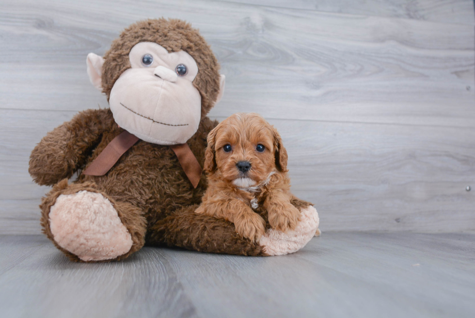 Adorable Cavoodle Poodle Mix Puppy