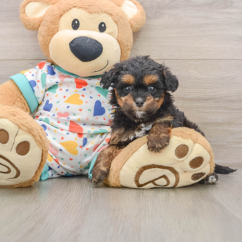 Little Cavipoo Poodle Mix Puppy