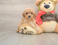 7 week old Cavapoo Puppy For Sale - Premier Pups
