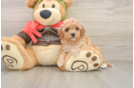 Best Cavapoo Baby