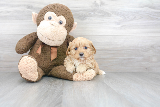 Cavapoo Pup Being Cute