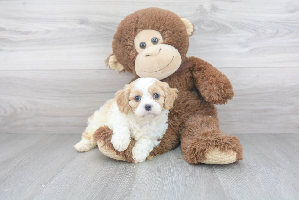 Friendly Cavapoo Baby