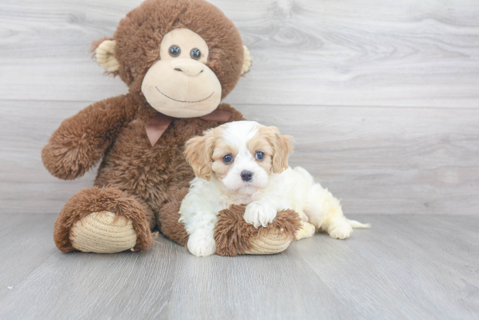 Cavapoo Puppy for Adoption