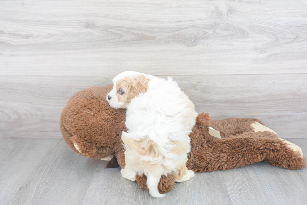 Cavapoo Pup Being Cute