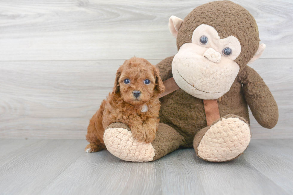 Smart Cavapoo Poodle Mix Pup