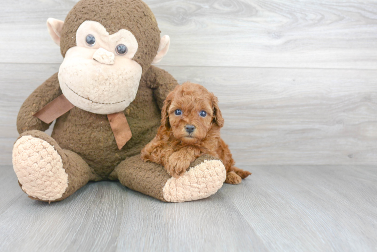 Little Cavoodle Poodle Mix Puppy