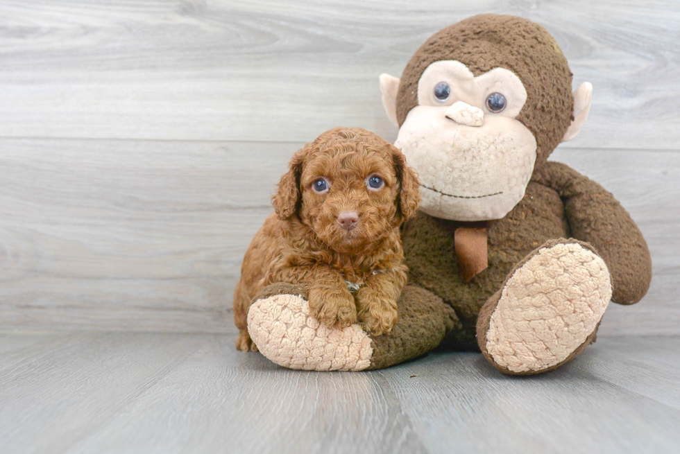 Best Cavapoo Baby