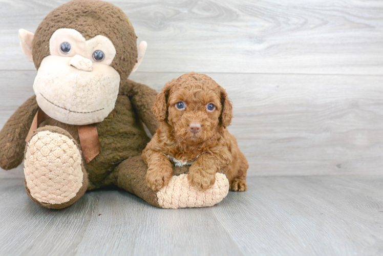 Energetic Cavoodle Poodle Mix Puppy