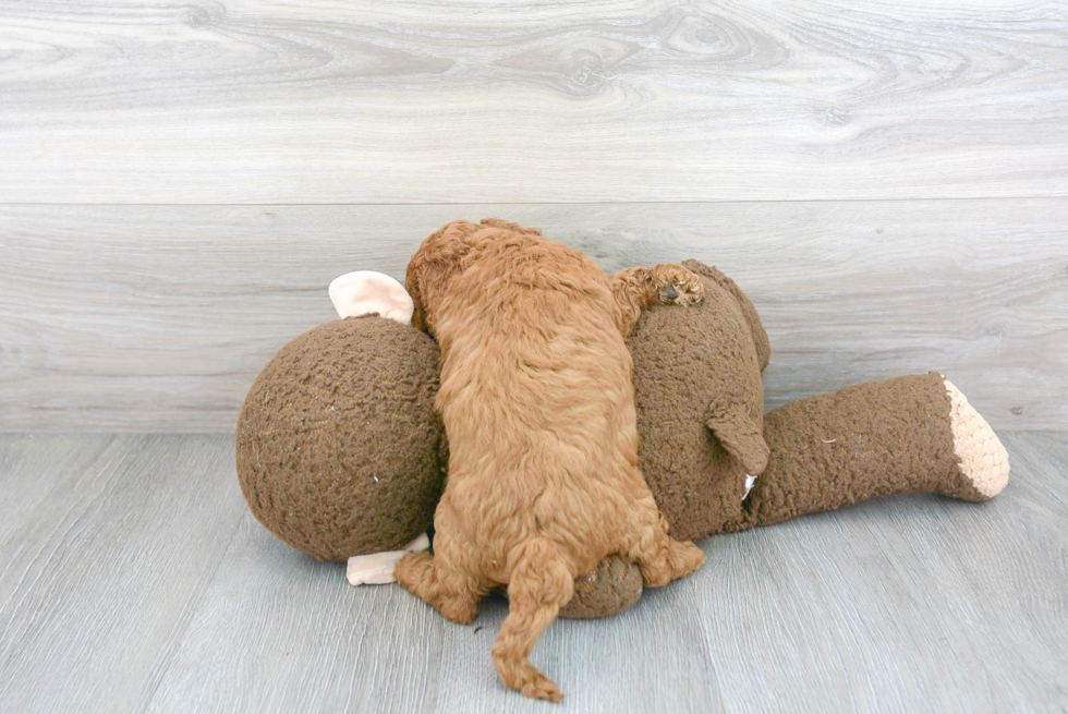 Best Cavapoo Baby